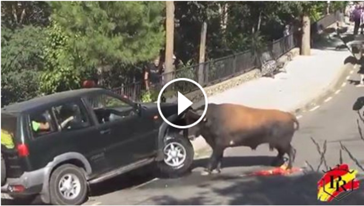 bull in bazzar