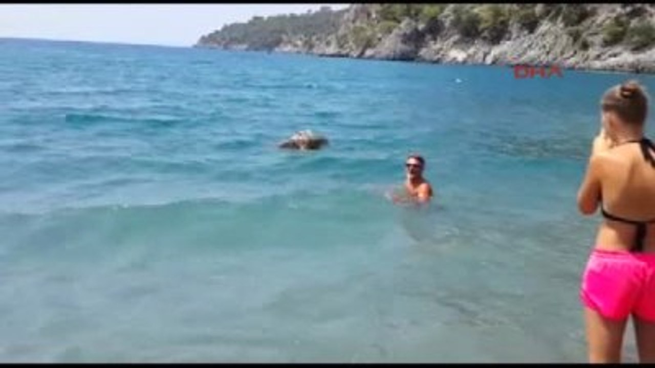 Muğla Denizde Ölü Caretta Carettalar Bulundu