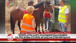 ΣΦΥΓΜΟΣ TV: 4 άγρια άλογα κυκλοφορούσαν ελεύθερα στο όρος Αιγάλεω _ στον Κορυδαλλό - (STAR 26.8.2016)