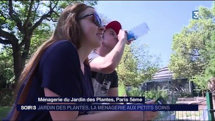 Canicule, Le zoo du Jardin des Plantes a chaud