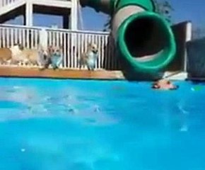 Very cute dog collection videos 5234