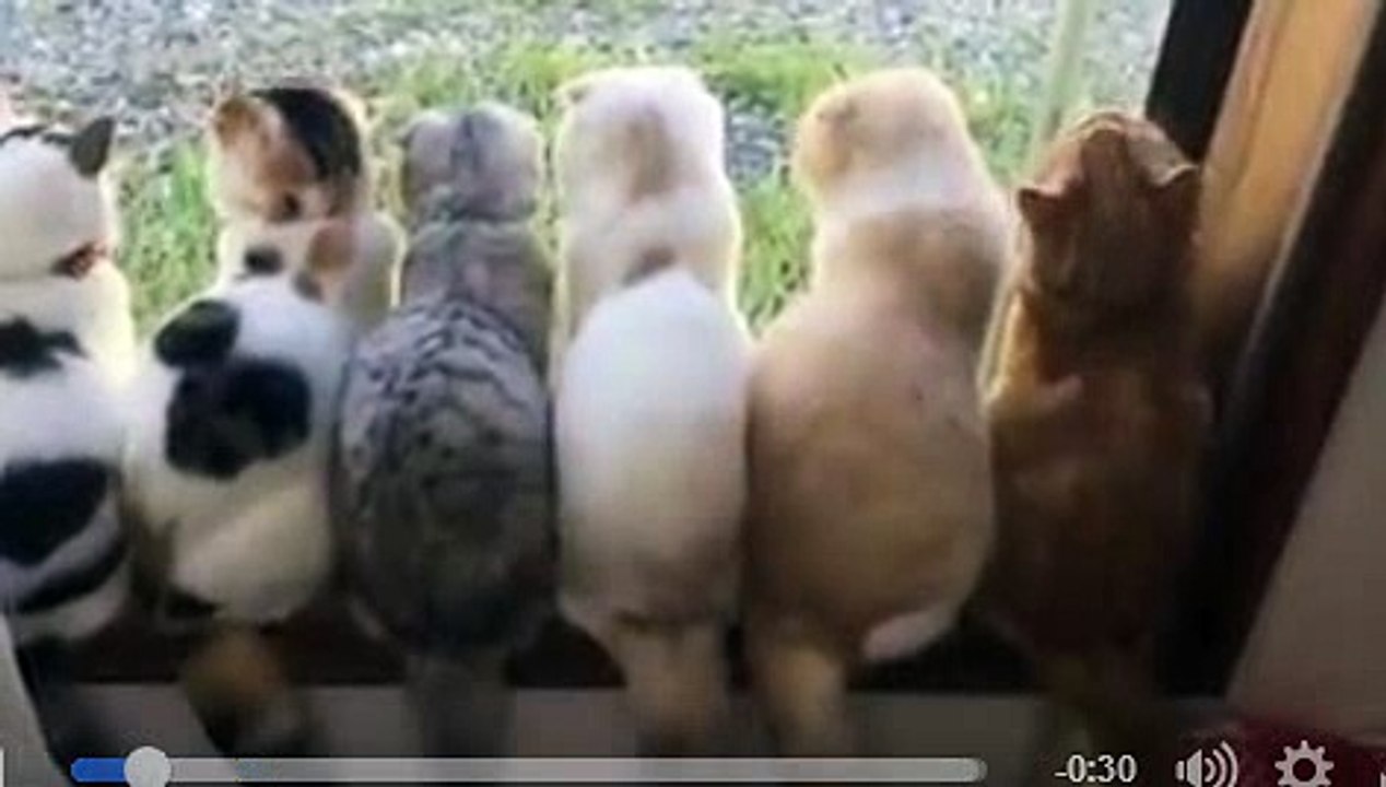 Funny cute cats videos