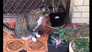 Funny Videos All cute cat best videos 2016 346533