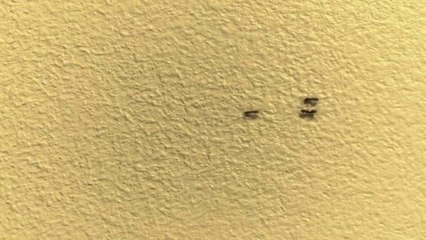 If ants were like humans. Listen with sound on