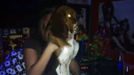 Cute Basset Hound Has Some Moves
