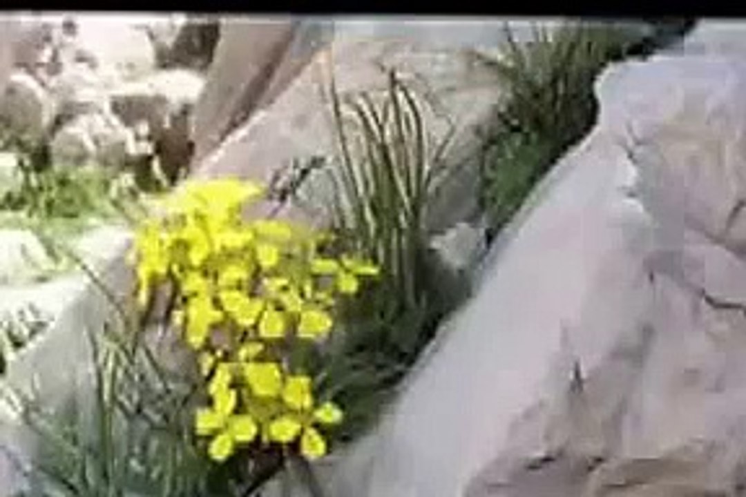 AHMET ASLAN _ (*)(*)   ERE SEVE   (*)(*)