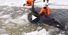 Free-Willy-Rescuers-save-killer-whales-from-ice-in-Russias-Far-East