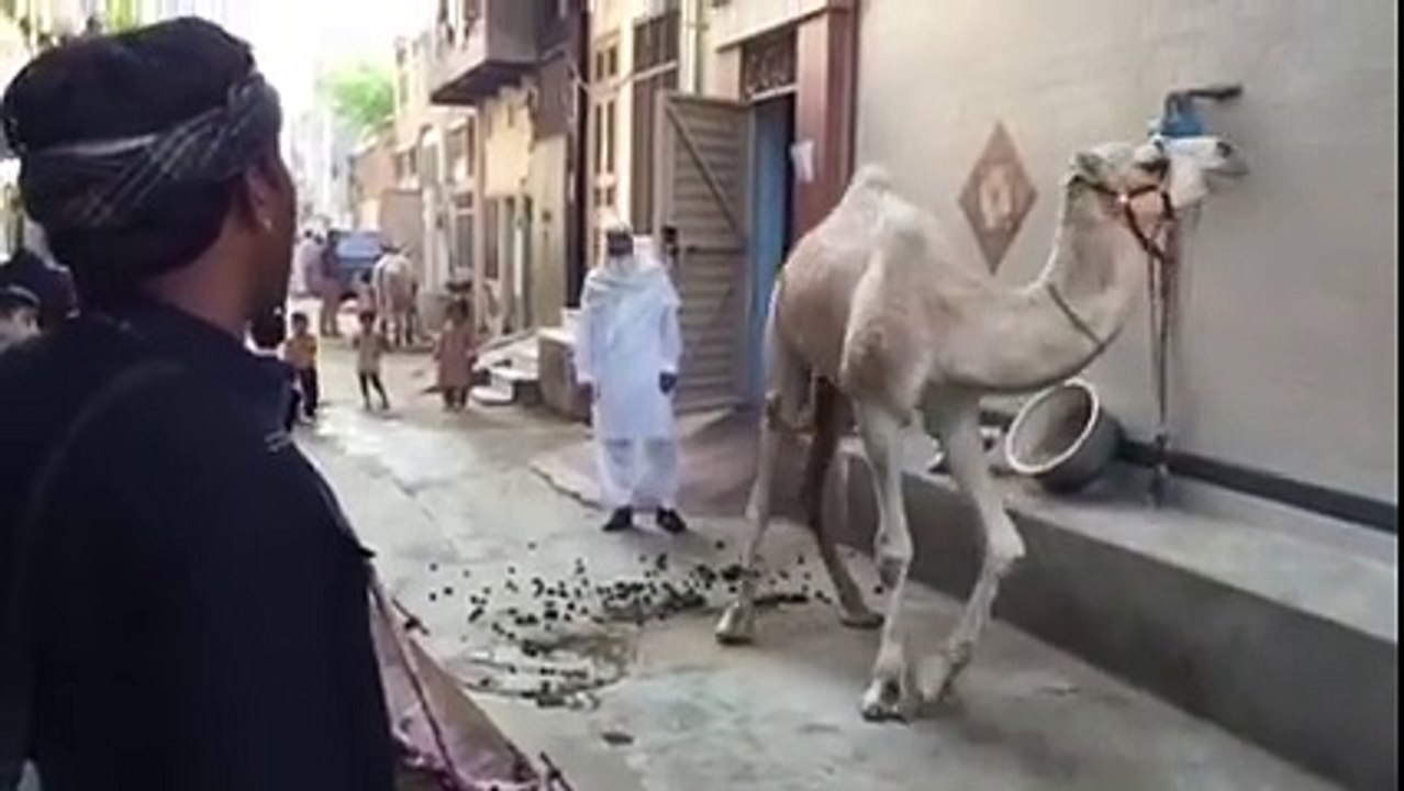 mazam for camel