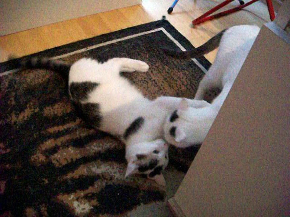 Harvey und Vinzent am 28.08.2016