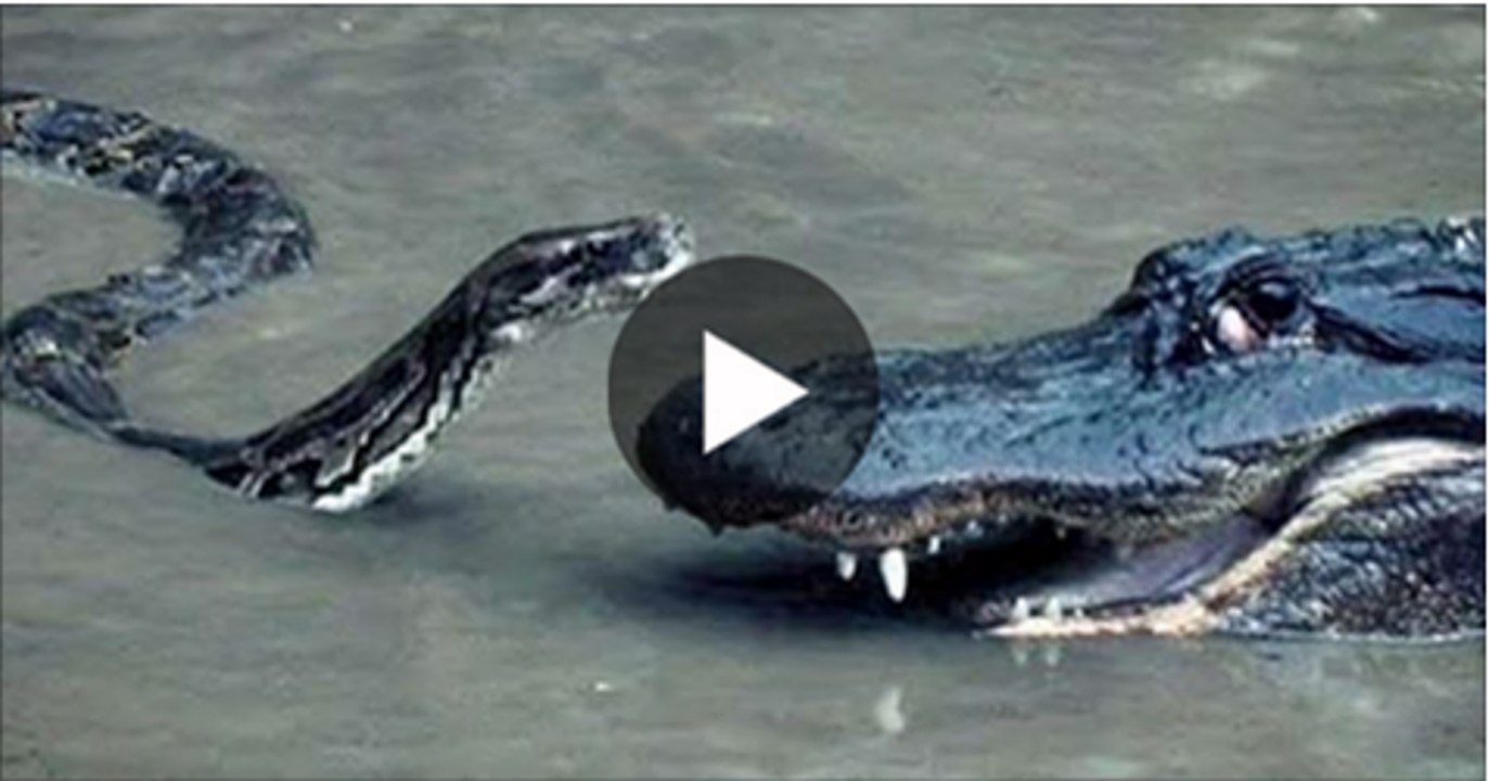 Python-vs-Alligator--01----Real-Fight----Python-attacks-Alligator