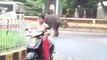 Angry Elephant Attack In palakkad kerala,India, Damaging 27 Vehicles ,Car, Bike & Auto