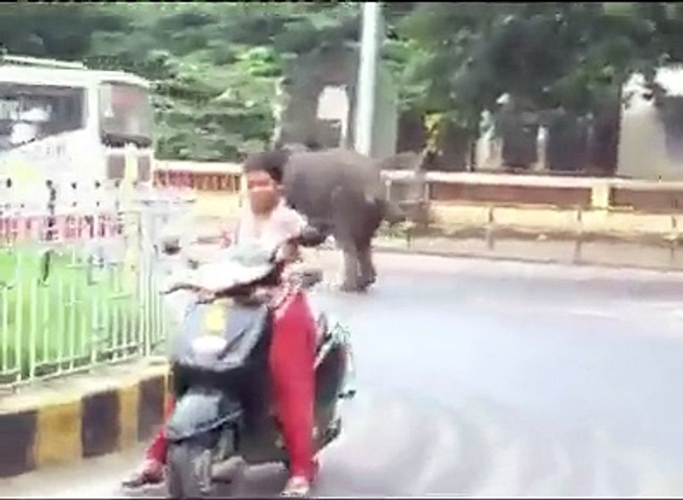 Angry Elephant Attack In palakkad kerala,India, Damaging 27 Vehicles ,Car, Bike & Auto