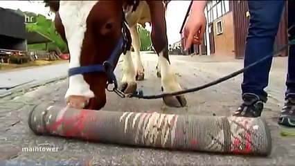 Cow Intelligence & ability. Inteligencja i zdolnoś