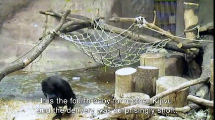 LIVE birth gorilla baby at Prague Zoo !