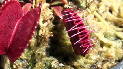 Flesh Eaters Carnivorous Plants Lure Insects Into Their