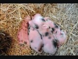 Precious cute Wee Pig- piglets are adorable little funny baby animals. Mini pigs farm. !