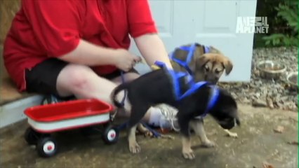 Puppies Learning Things For The First Time !
