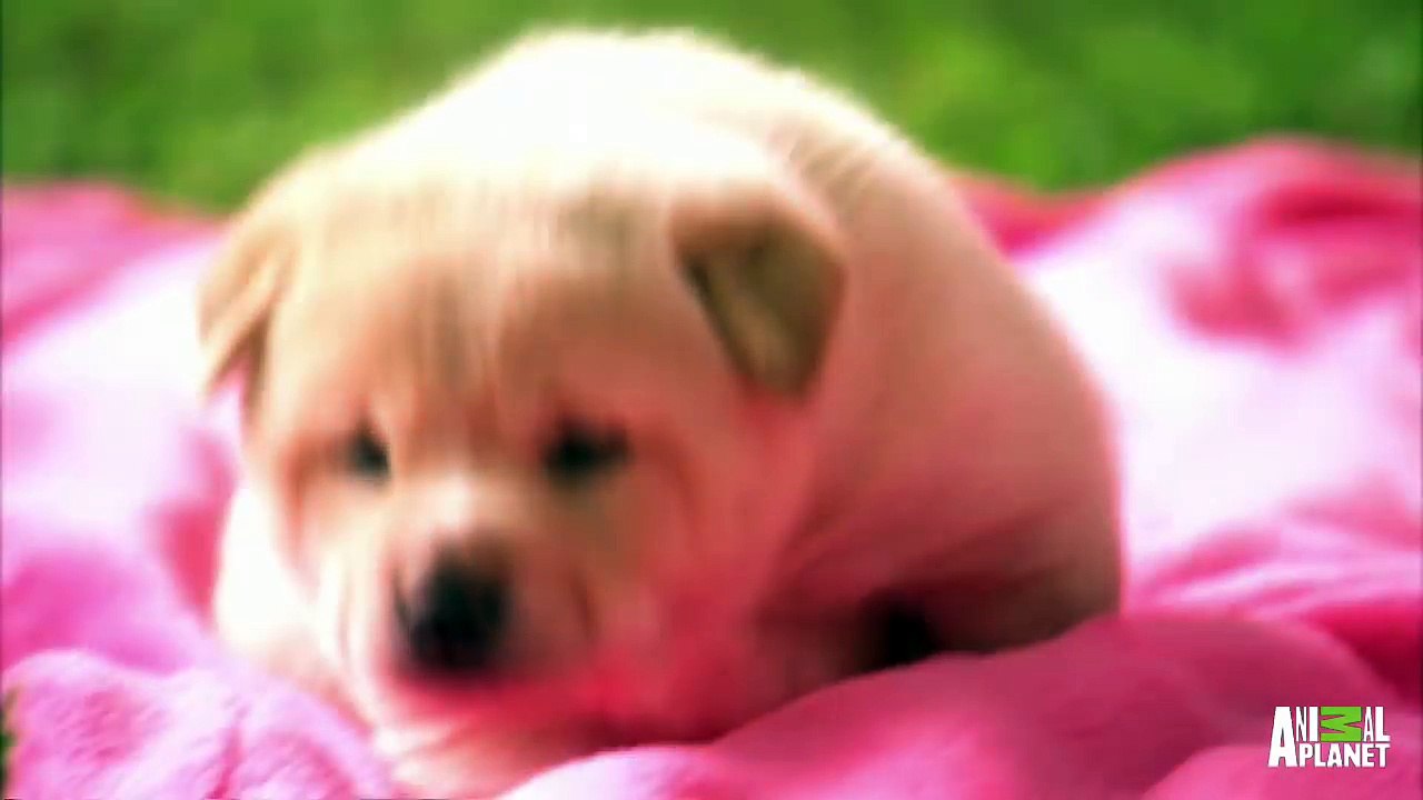 Puppy Hiccups   Too Cute! !