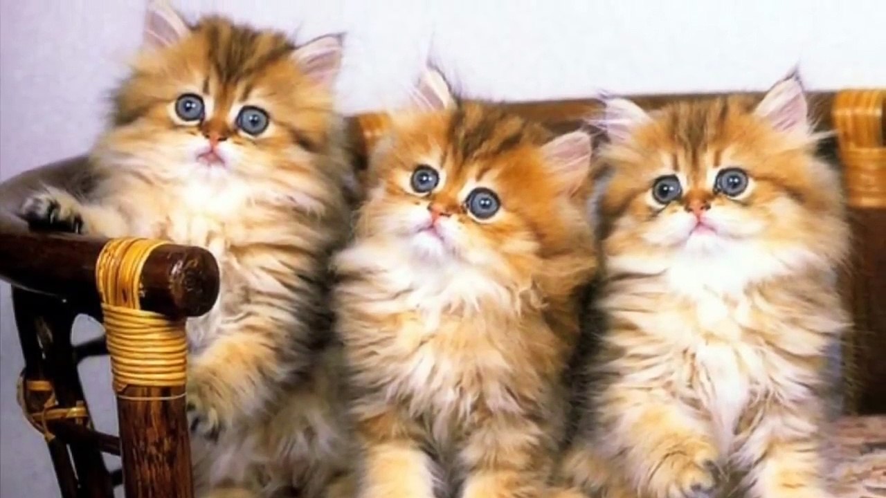 Really cute animals! !