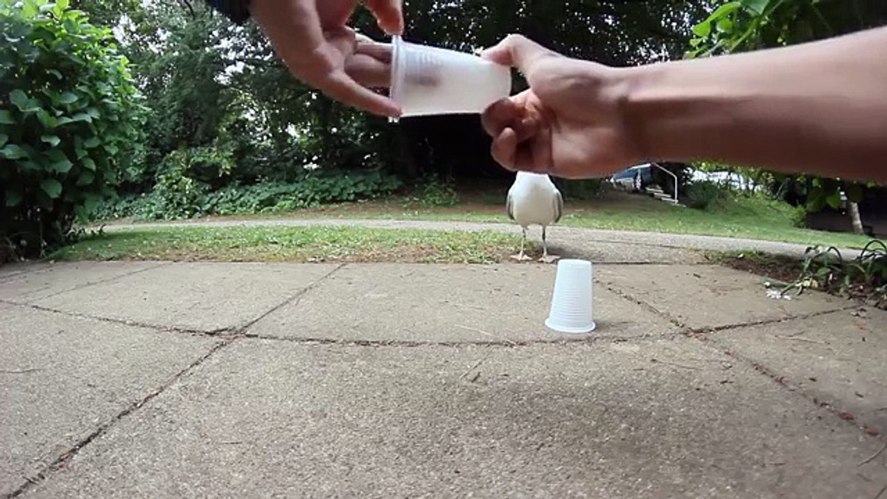 Three Cups And Seagull