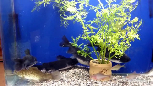 Сом Gulpera ест рыбу размером с себя