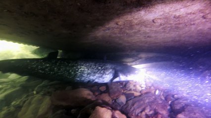 Plongez avec les silures du Doubs