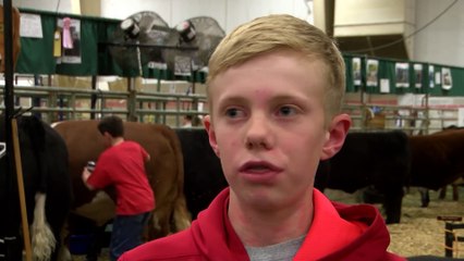 Cow Gets Pissed Off At Kid