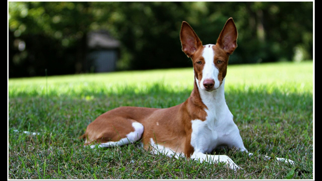 IBIZAN HOUND