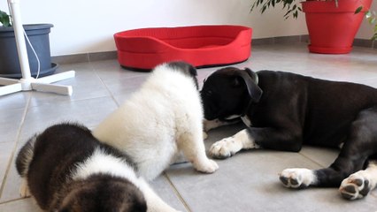 Continental bulldog pickwick black'o et  akita américain de l'élevage du sixième sens