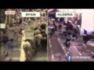 سباق الثيران في الشواراع أم سباق الخنازير في المدارس SPAIN VS ALGERIA