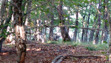 sangliers des bois