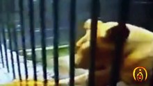 CRAZY lion attacks human - Must see!-y9HryOahHOg-HD