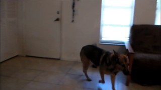 German-Shepherds-Reaction-To-Owner-Coming-Home