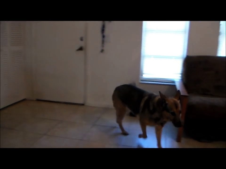 German-Shepherds-Reaction-To-Owner-Coming-Home