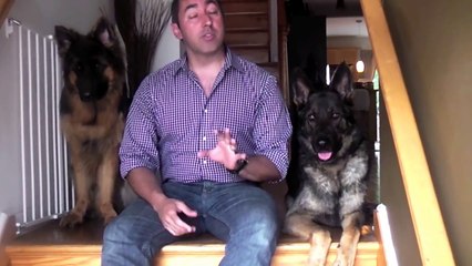 So-You-Want-a-German-Shepherd