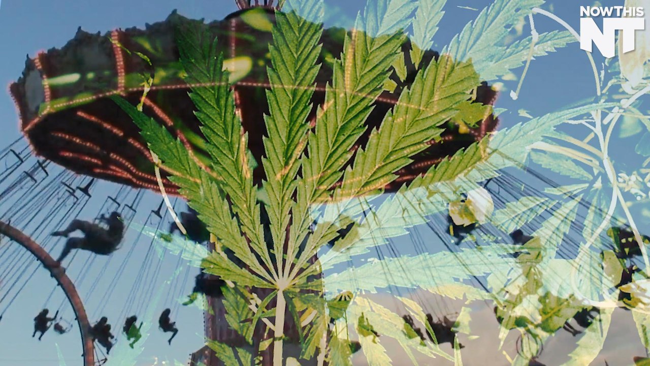 Marijuana Plant Displayed At Oregon State Fair