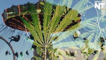 Marijuana Plant Displayed At Oregon State Fair