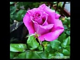 وقضى ربك ألا تعبدوا إلا إياه وبالوالدين إحسانا القارئ محمد اللحيدان