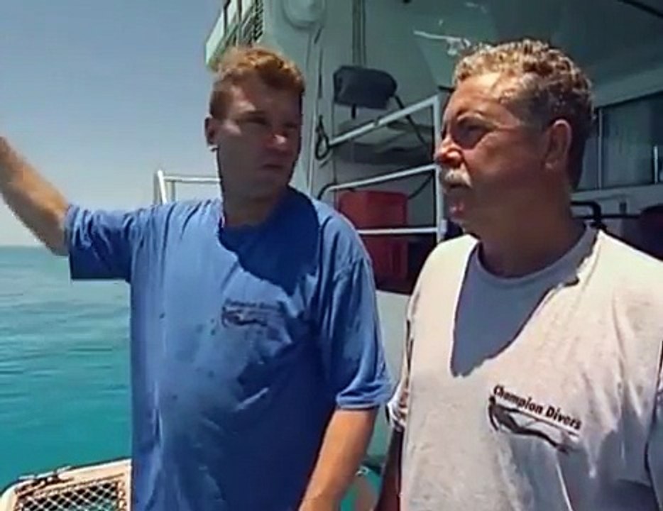shark quest