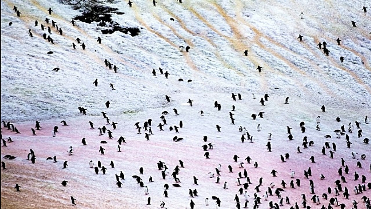 DID U KNOW ? - penguin poop