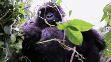How To Book Your Gorilla Trek in Rwanda