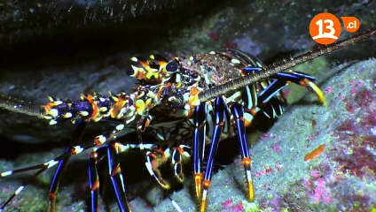 Plato Único - Cap 6- El Curanto