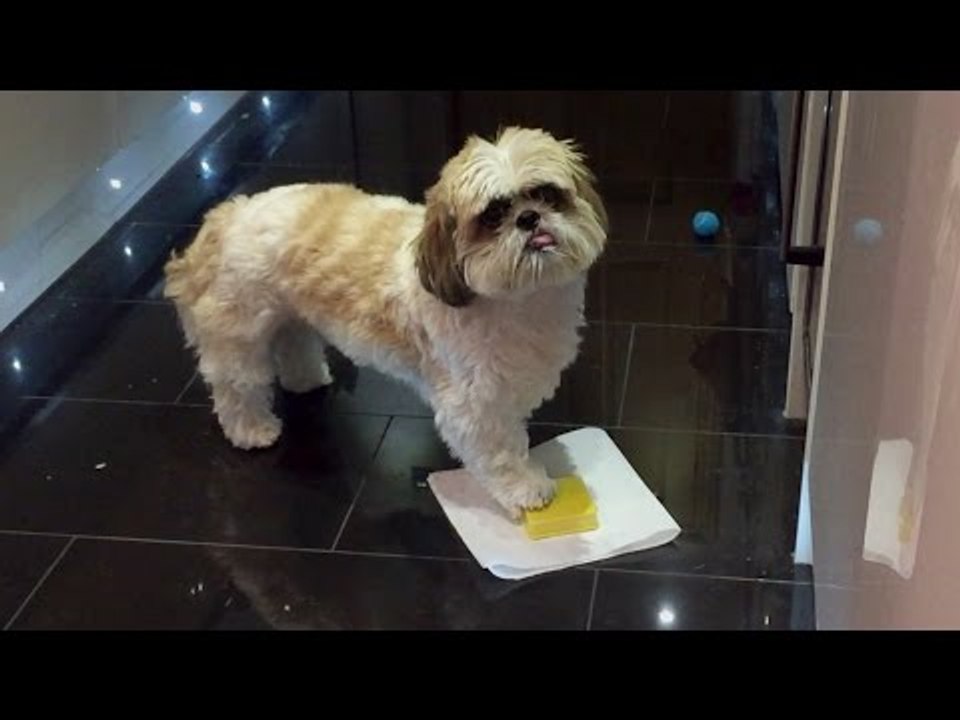 Demanding Dog Really Wants a Biscuit