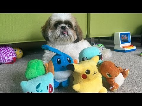 Cute Shih Tzu Loves His Pokemon Toys