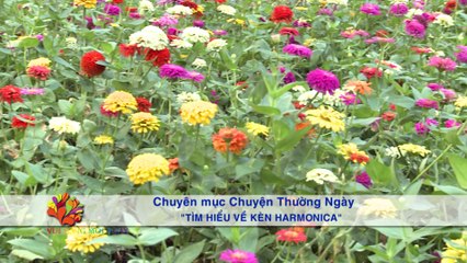 Tìm hiểu về harmonica - Vui Sống Mỗi Ngày [VTV3 - 24.08.2016]