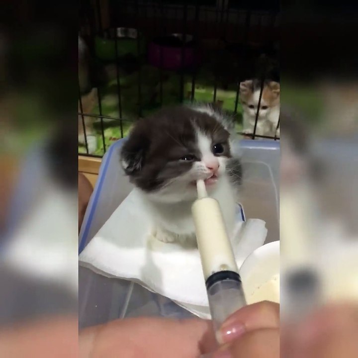 Süt içmede çığır açan kedi