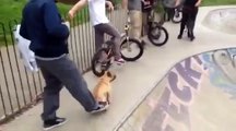 Il Bulldog Sale Sullo Skateboard: Quando Lui Lo Lascerà Andare Non Crederete Ai Vostri Occhi