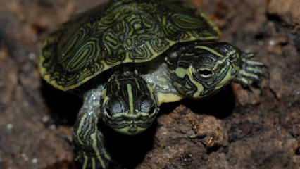 Top 10 Weirdest Pets In The World