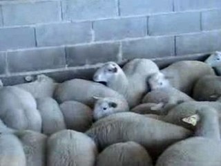 La ferme de Rémy Picot à Pfaffenhoffen (67)