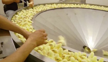 This Is How The Chickens Are Hatched In The Factories